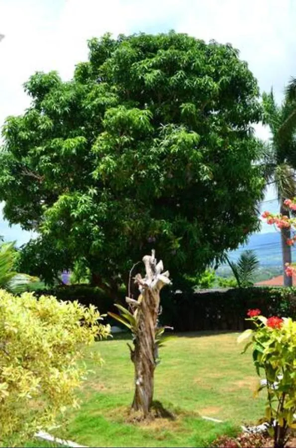 Castlevue B&B Montego Bay Bed & Breakfast